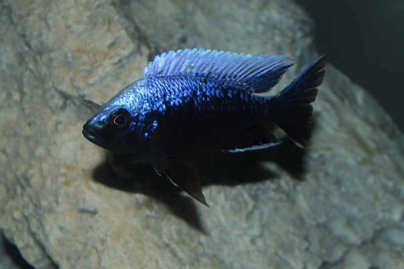 Copadichromis trewavasae 'Lupingu'